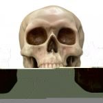 Human Skull Show Piece